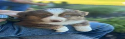 Miniature Australian Shepherd dogs for sale: Milo - Ad 4