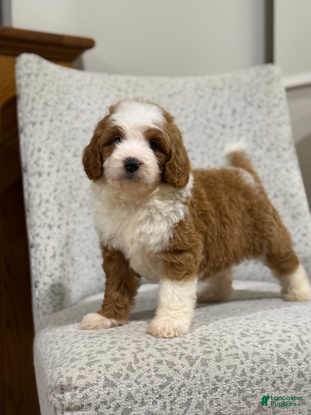 Goldendoodle dogs for sale: Princess - Ad 10