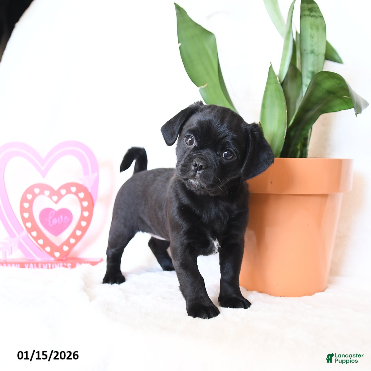 Mixed Breed dogs Ann - Ad 2