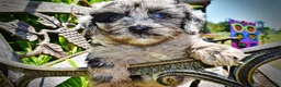 Havapoo dogs for sale: Indy - Ad 6