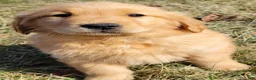 Golden Retriever dogs for sale: Dandelion  - Ad 1