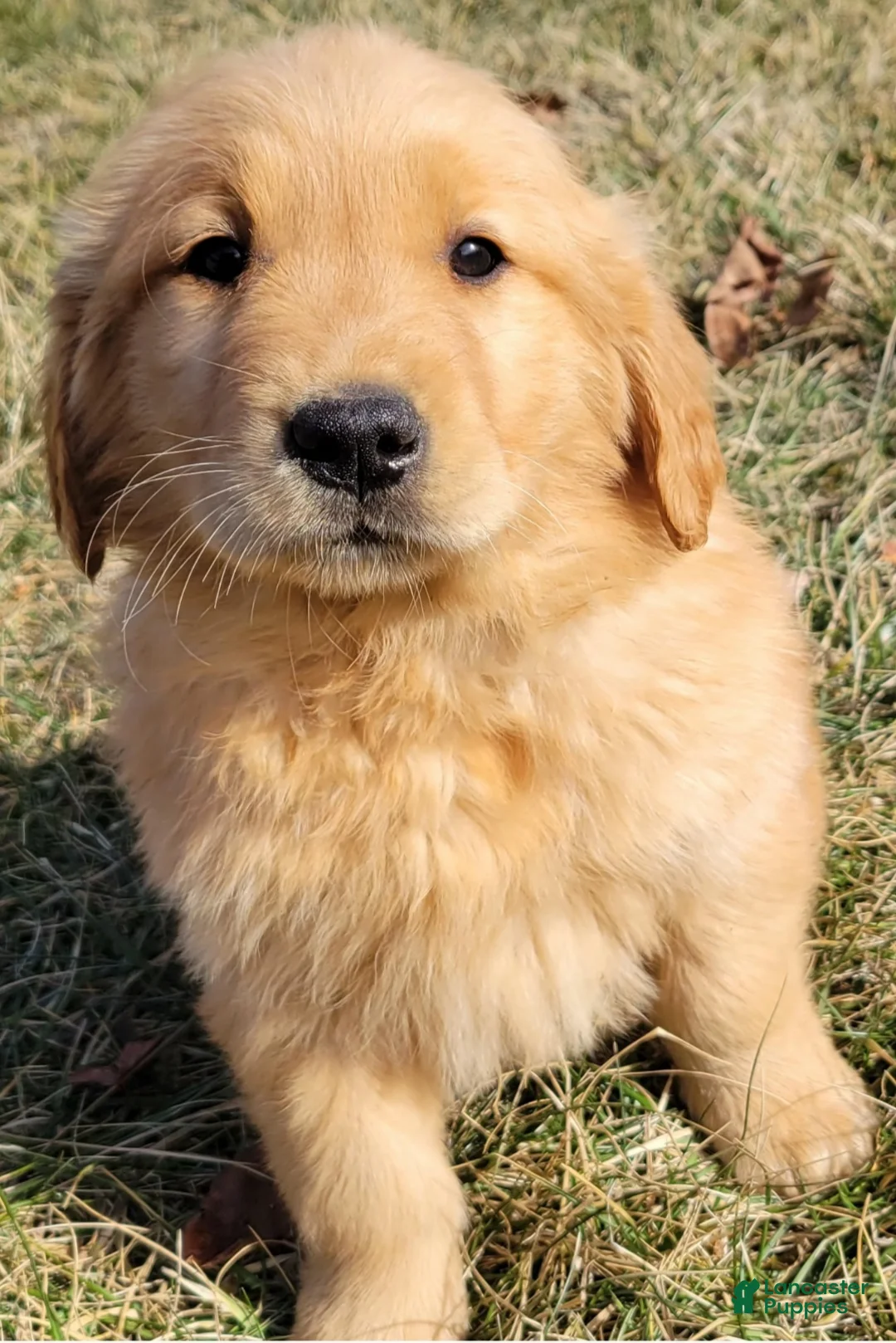 Golden Retriever dogs for sale: Dandelion  - Ad 1