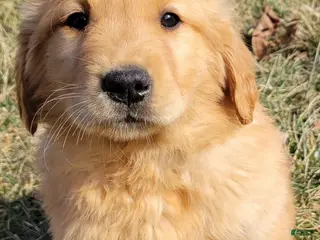 Golden Retriever dogs Dandelion - Ad 2