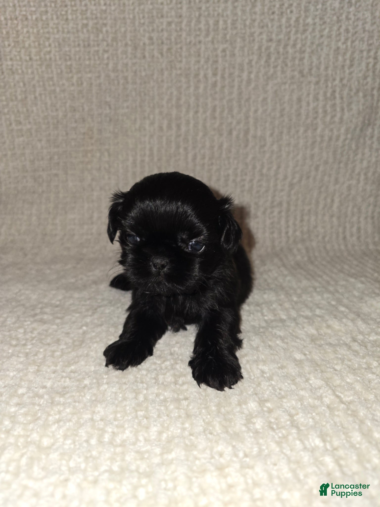 Shih Tzu dogs for sale: Shih Tzu Puppy 2 - Ad 4