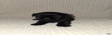 Shih Tzu Puppy 2