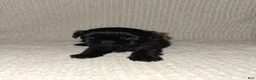 Shih Tzu dogs for sale: Shih Tzu Puppy 2 - Ad 1