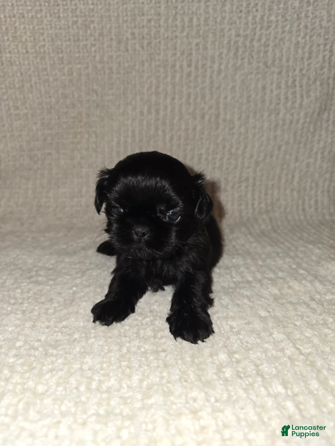 Shih Tzu dogs for sale: Shih Tzu Puppy 2 - Ad 1