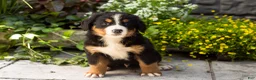 Bernese Mountain Dog dogs for sale: Marley  - Ad 3