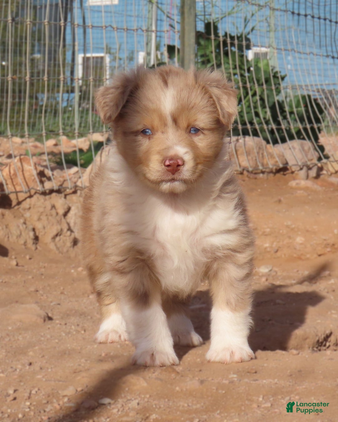 Miniature Australian Shepherd dogs for sale: Red merle girl with blue eyes - Ad 9
