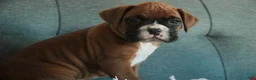 Boxer dogs for sale: Carrie - Ad 3