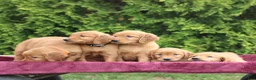 Mixed Breed dogs for sale: Wava - Ad 5