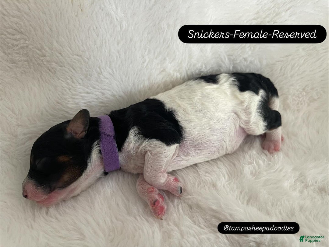 Mini Sheepadoodle dogs for sale: Black-Onyx - Ad 13