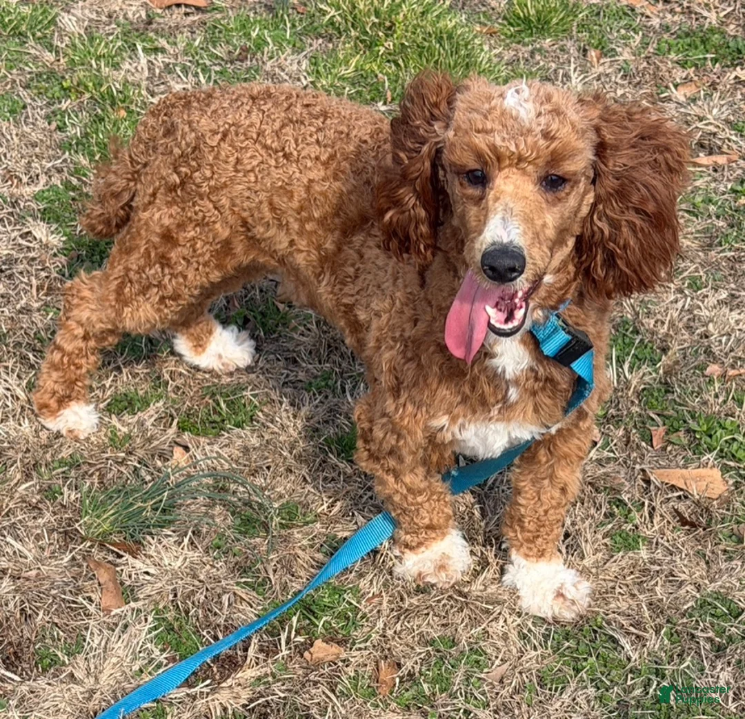 Miniature Poodle dogs for sale: Boomer - Ad 2