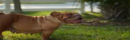 English Bulldog dogs for sale: Scarlet - Ad 4