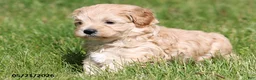 Miniature Poodle dogs for sale: Millie - Ad 5