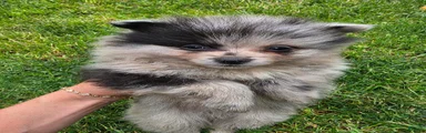 Boy 3