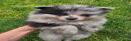 Pomeranian dogs for sale: Boy 3 - Ad 1