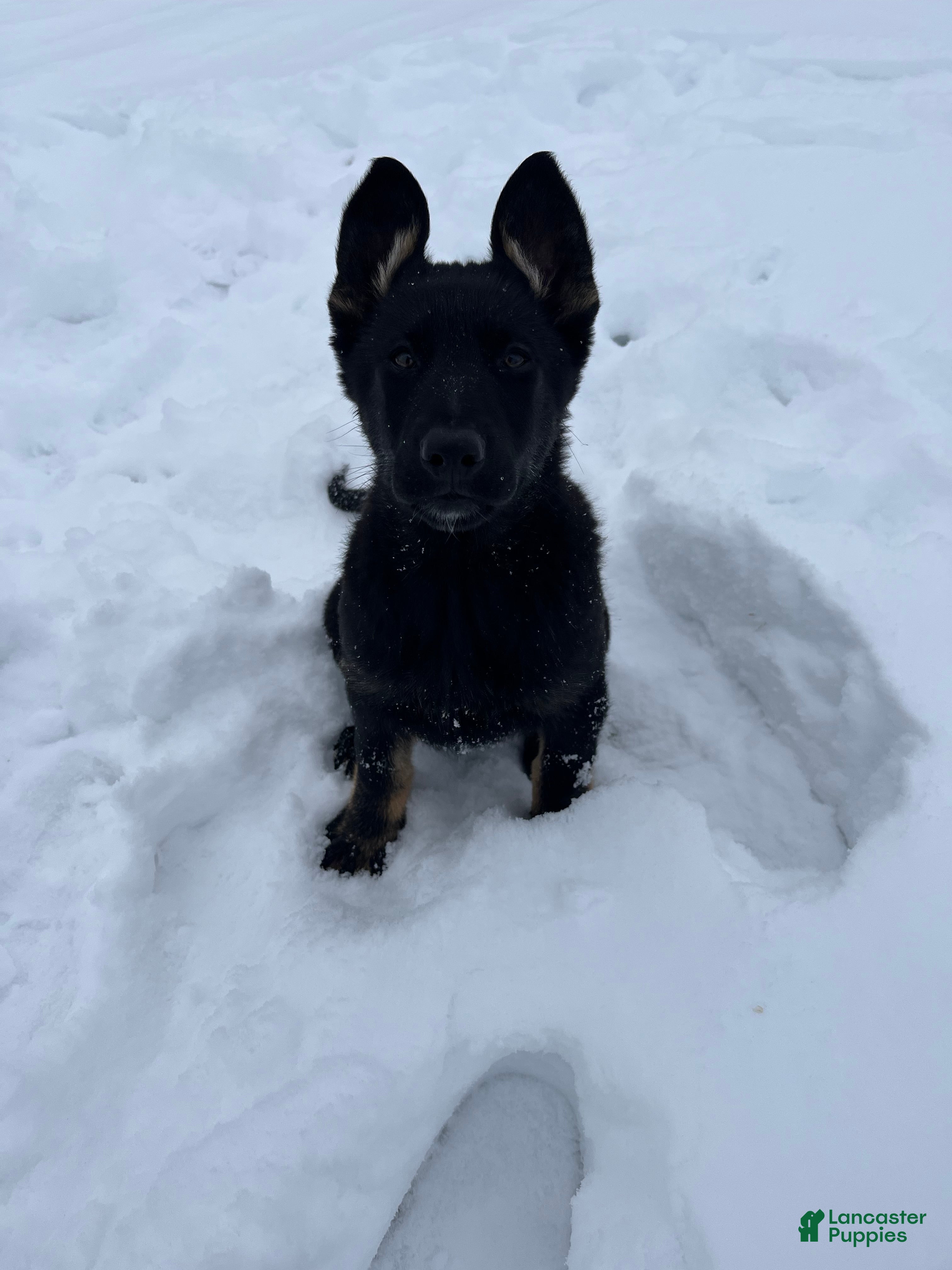 German Shepherd dogs Kona - Ad 2