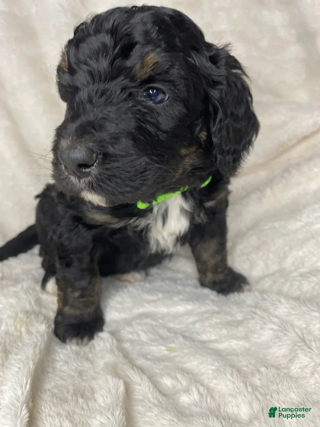 Bernedoodle dogs for sale: Oliver - Ad 2
