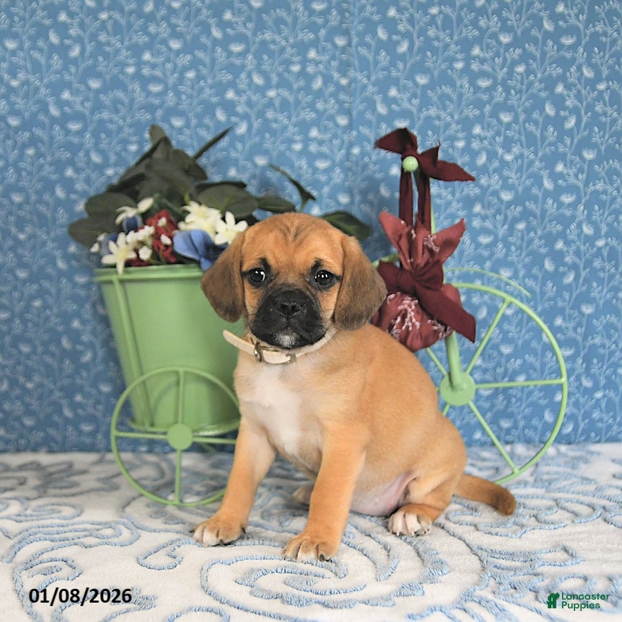 Puggle dogs Kamilah - Ad 6