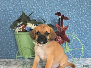 Puggle dogs Kamilah - Ad 7