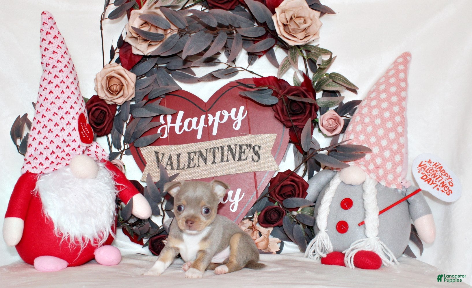 Chihuahua dogs Kayson - Ad 14