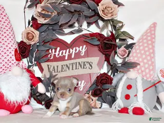 Chihuahua dogs Kayson - Ad 14