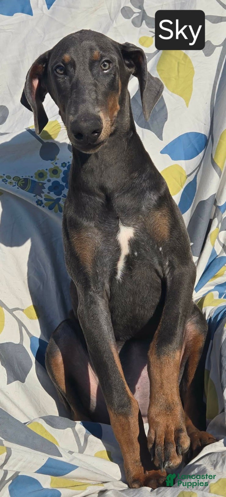 Doberman Pinscher dogs WEEKEND SPECIAL $300 OFF! Sky BLUE Doberman Pinscher Female Puppy  - Ad 1