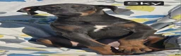 Doberman Pinscher dogs for sale: WEEKEND SPECIAL $600 OFF! Sky BLUE Doberman Pinscher Female Puppy  - Ad 1