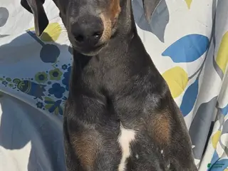 Doberman Pinscher dogs WEEKEND SPECIAL $600 OFF! Sky BLUE Doberman Pinscher Female Puppy - Ad 1