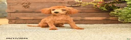 Toy Poodle dogs for sale: Ace  - Ad 3