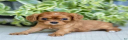 Cavalier King Charles Spaniel dogs for sale: Asher - Ad 3