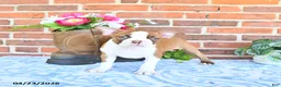 Boston Terrier dogs for sale: Patrick - Ad 5