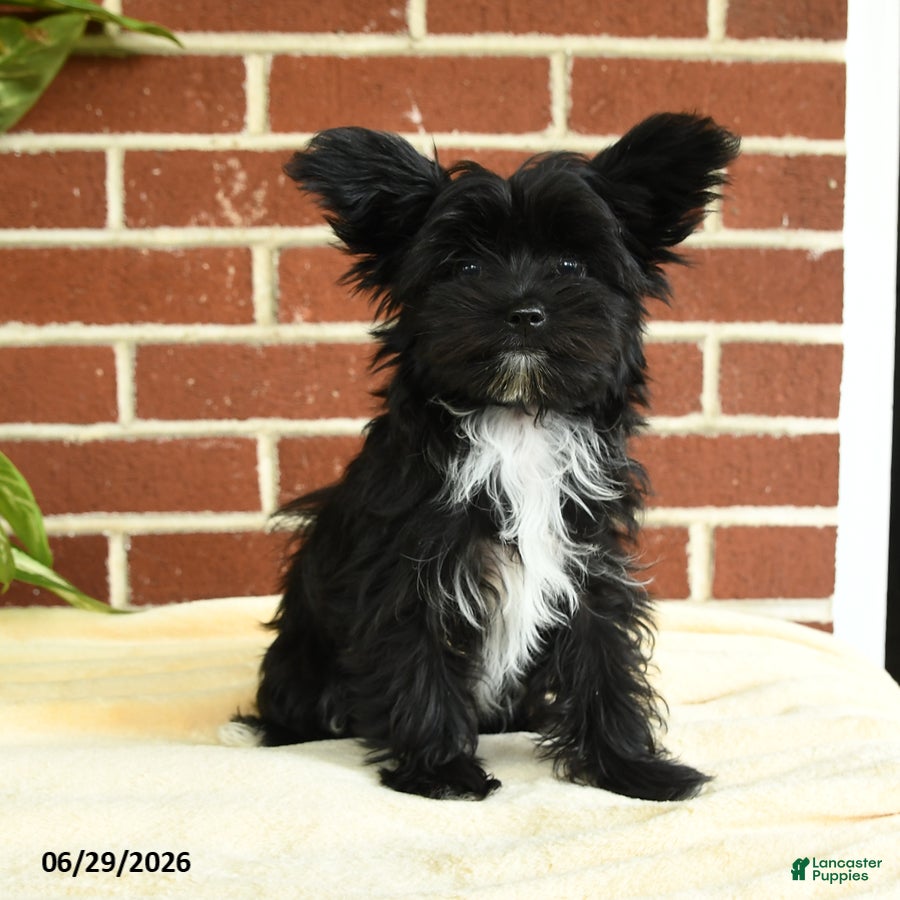 Yorkshire Terrier dogs Stella - Ad 2
