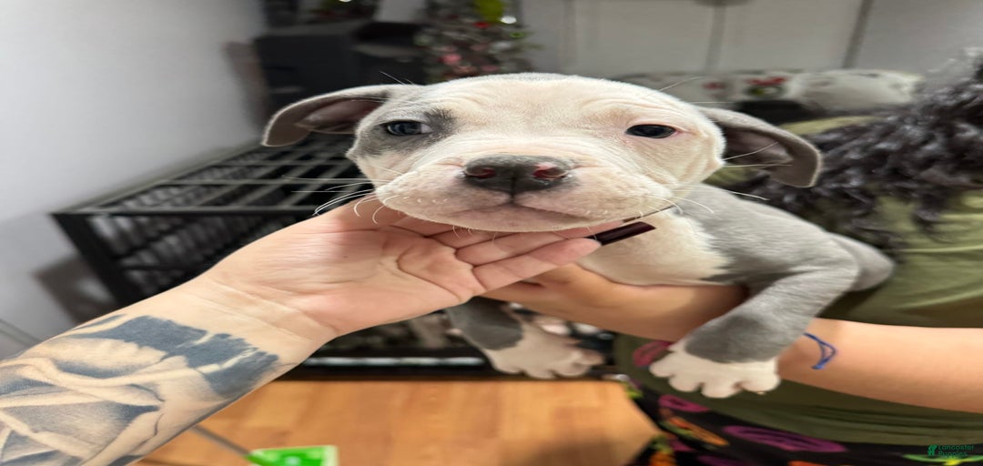 Gallery Image {{count}}