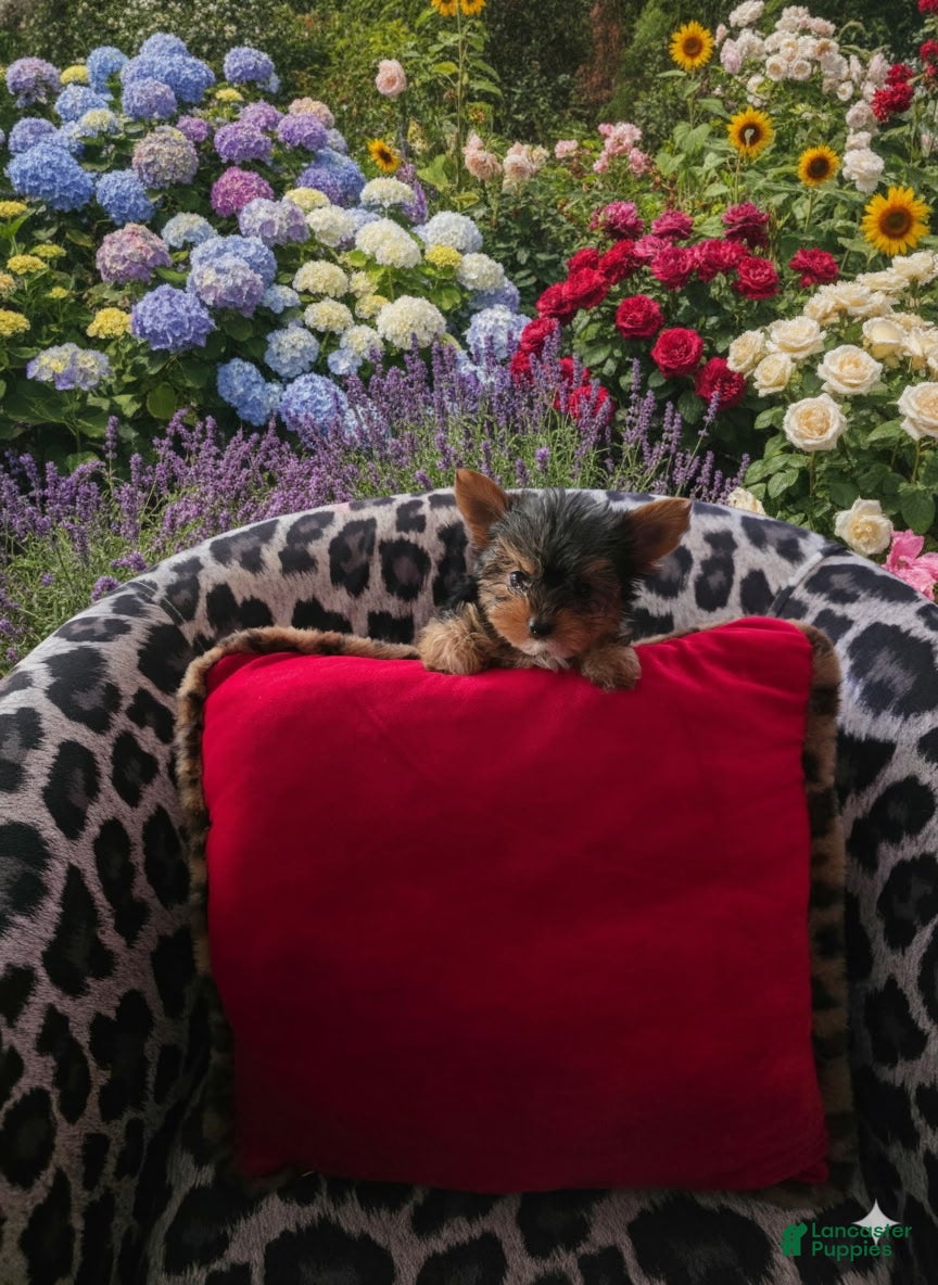 Yorkshire Terrier dogs AKC MIDNIGHT (Teacup) - Ad 1
