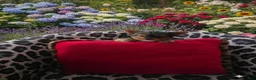 Yorkshire Terrier dogs for sale: AKC MIDNIGHT (Teacup) - Ad 4