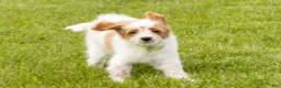 Mini Goldendoodle dogs for sale: Petunia  - Ad 3