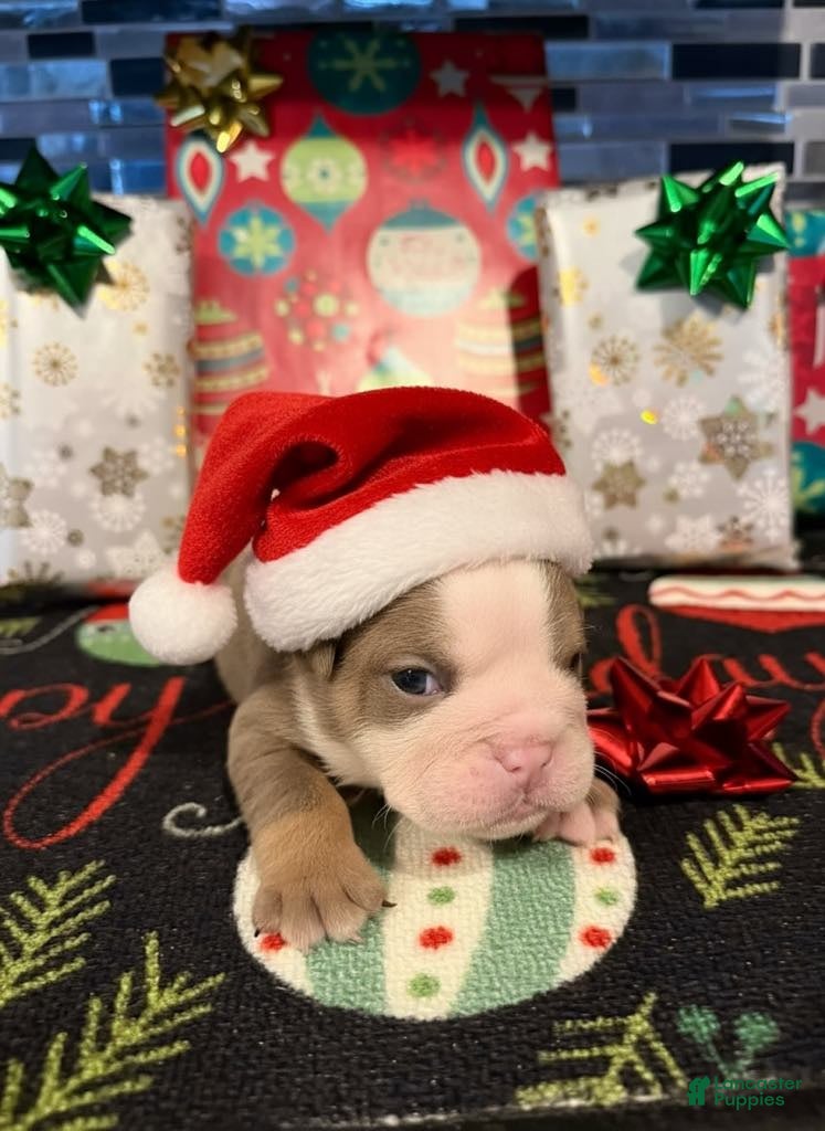 English Bulldog dogs Lilac and White Male - Ad 31