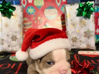 English Bulldog dogs Lilac and White Male - Ad 14