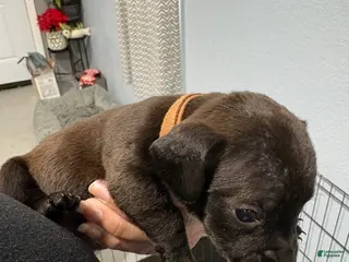 Dachshund dogs Dachshund Puppy 4 - Ad 14