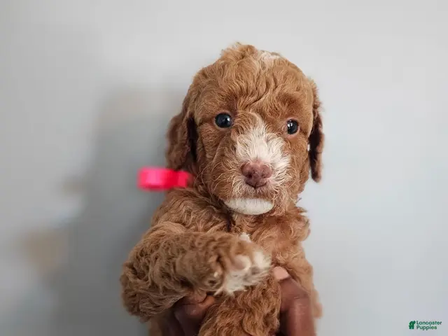 Miniature Poodle dogs for sale: HARLEY - Ad 1