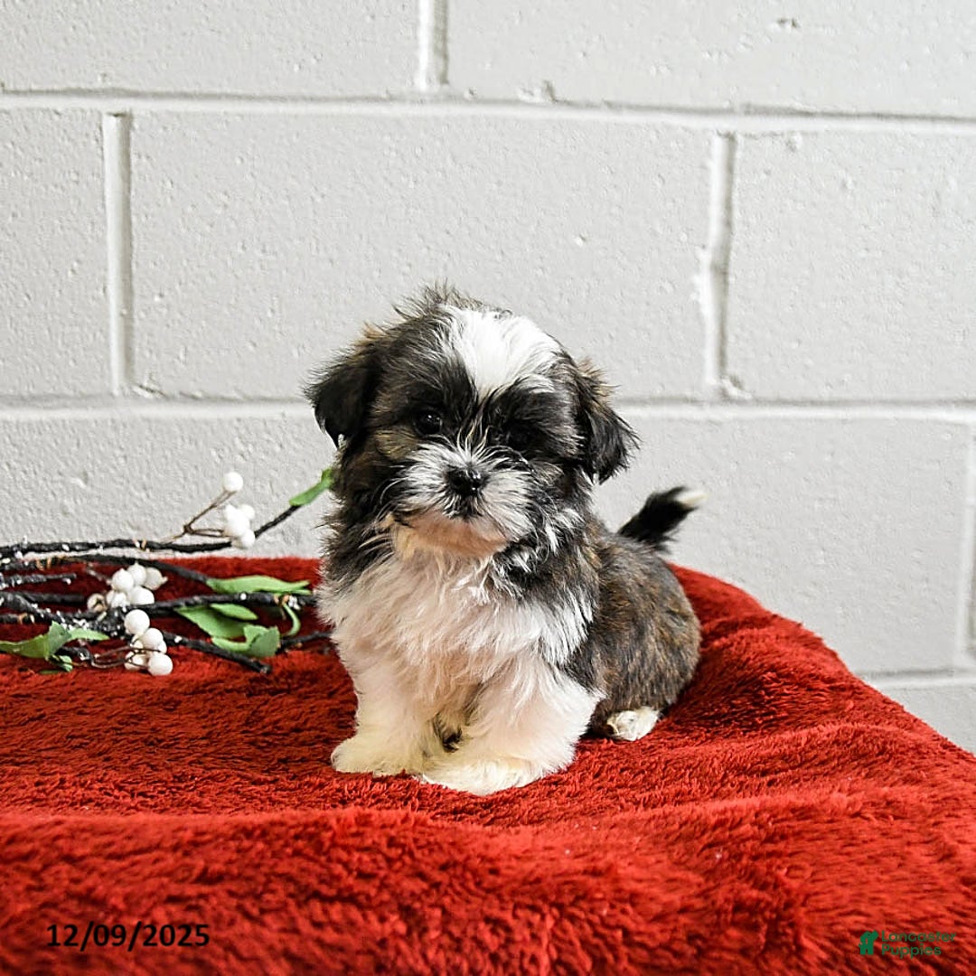 Shih Tzu dogs for sale: Harley - Ad 2
