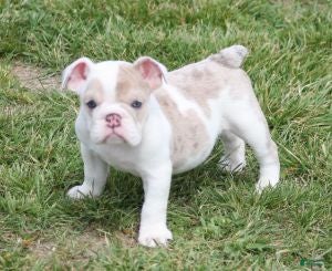 English Bulldog dogs ROSE - Ad 3