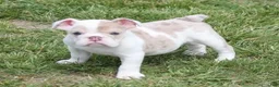 English Bulldog dogs for sale: ROSE - Ad 1