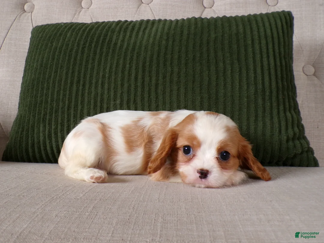 Cavalier King Charles Spaniel dogs for sale: Quintin - Ad 1