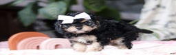 Cavapoo dogs for sale: Blaire - Ad 4