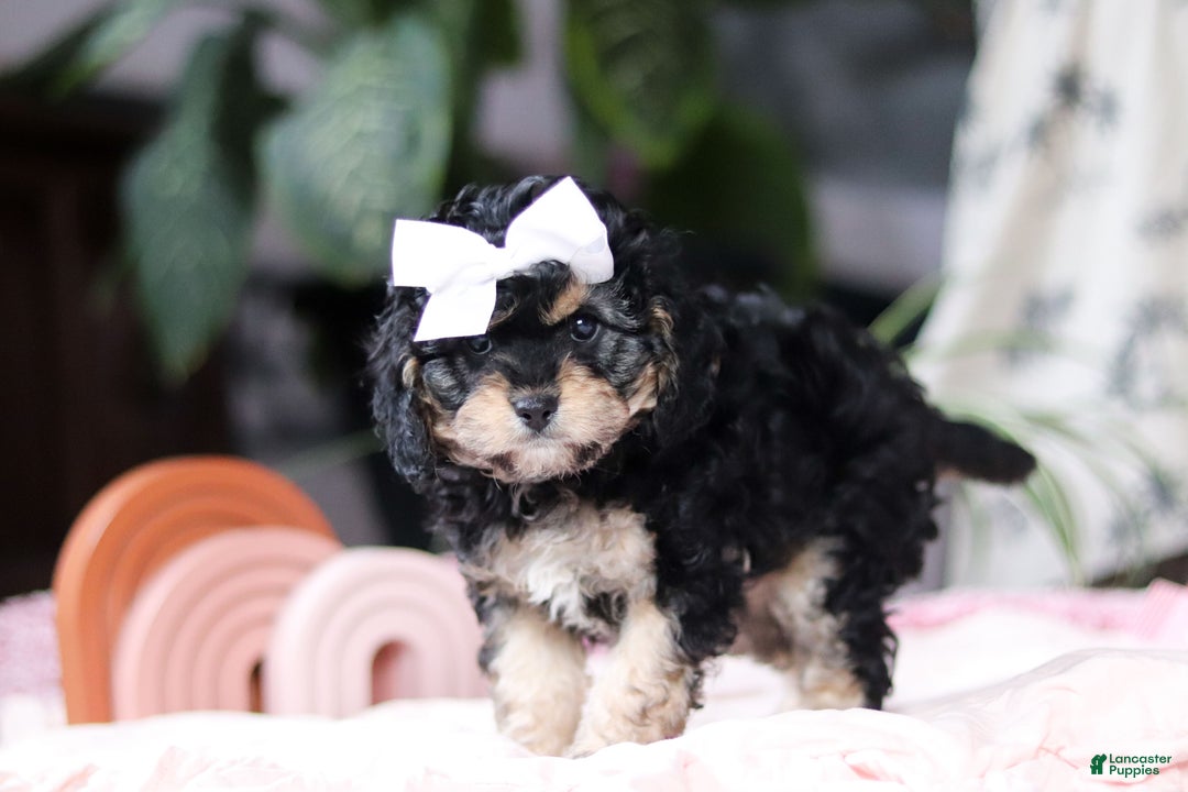 Cavapoo dogs for sale: Blaire - Ad 4