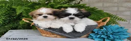 Shih Tzu dogs for sale: Hudson - Ad 5