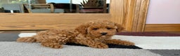 Cockapoo dogs for sale: Terrance - Ad 4
